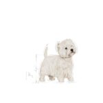 غذای خشک سگ تریر رویال کنین مدل تریر ادالت Royal canin Terrier Adult white