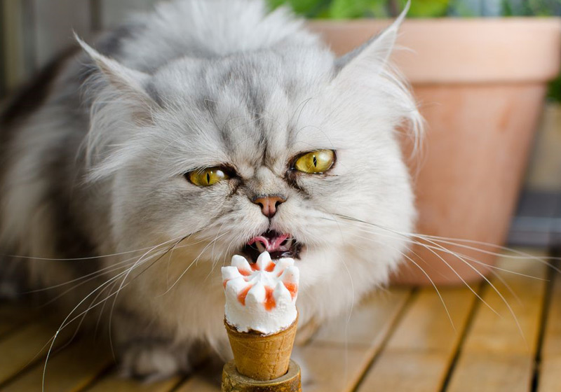 تشویقی بستنی گربه