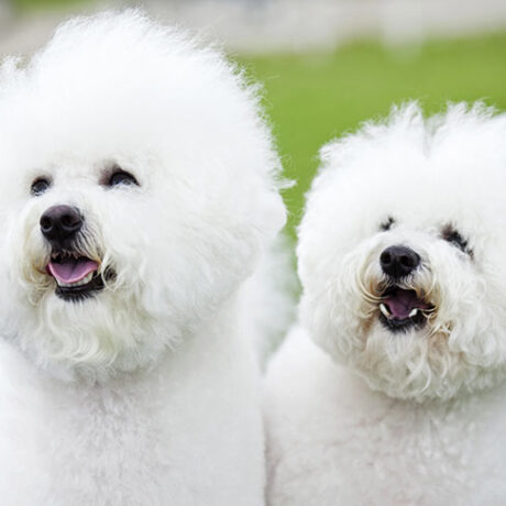 معرفی سگ نژاد بِشن فریز (Bichon Frise)