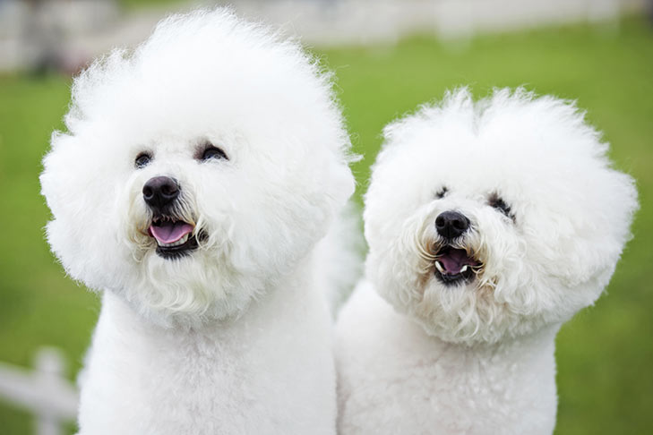 معرفی سگ نژاد بِشن فریز (Bichon Frise)