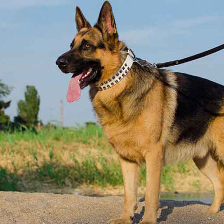 معرفی سگ نژاد جرمن شپرد (German Shepherd)