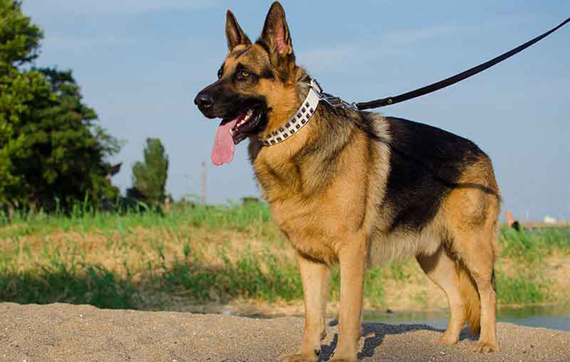 معرفی سگ نژاد جرمن شپرد (German Shepherd)