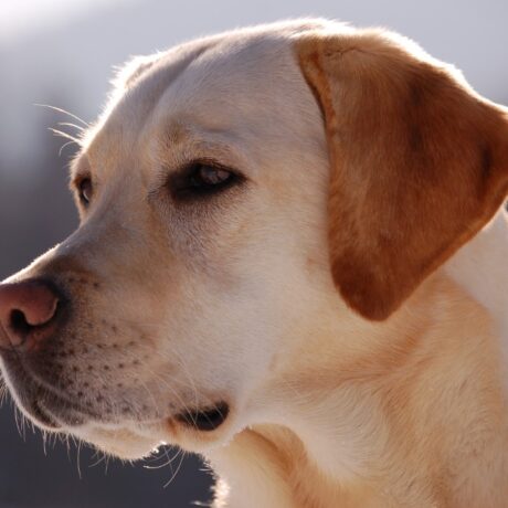 معرفی سگ نژاد لابرادور رتریور (Labrador Retriever)