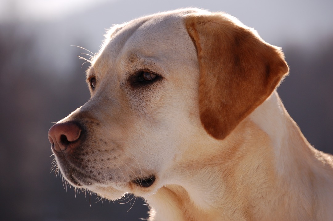 معرفی سگ نژاد لابرادور رتریور (Labrador Retriever)